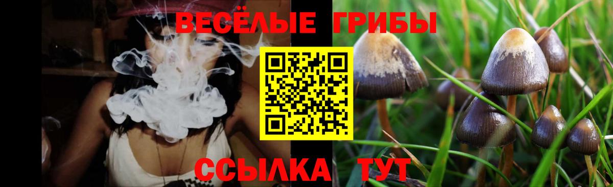 Галлюциногенные грибы Psilocybine cubensis Осинники